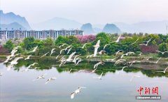 广西贺州：白鹭蹁跹生态美